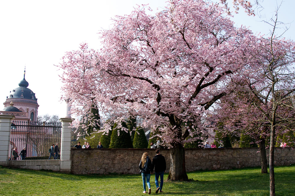 Kirschblüten im Schlossgarten Schwetzingen - gooseberry pictures